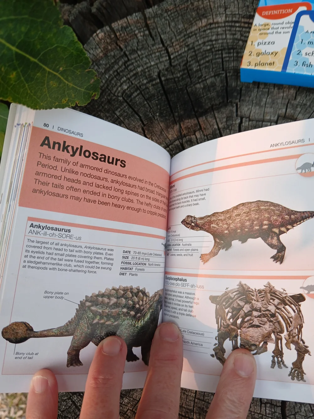 Kids Educational Bundle - 2 Dinosaur Books & Spelling Bee Flash Cards